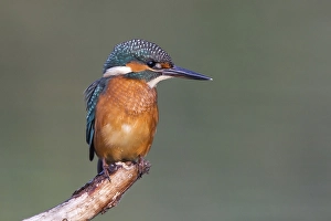 Young Kingfisher (Alcedo atthis) on perch