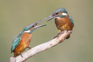 Two young Kingfishers (Alcedo atthis) argueing about their perch