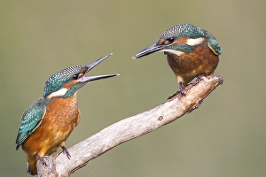 Two young Kingfishers (Alcedo atthis) argueing about their perch