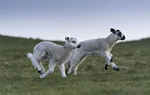 Young lambs running and jumping on a spring evening