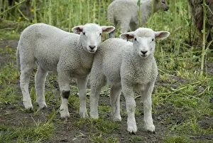 Two young lambs stand next to each other in a meadow and look curiously