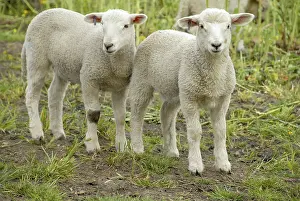Two young lambs standing close to each other in a meadow