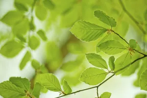 Young leaves in the spring forest from Beech