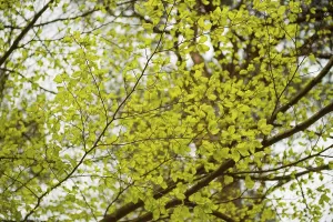 Young leaves in the spring forest from Beech