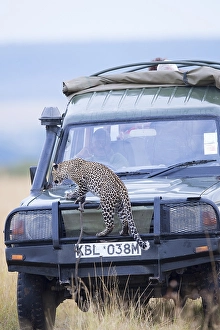 Young leopard (Panthera pardus) on a tourist car