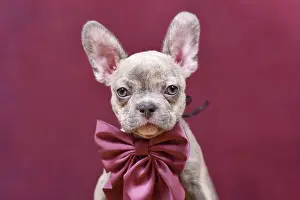 Young Lilac Brindle French Bulldog dog puppy with burgundy ribbon in front of studio background