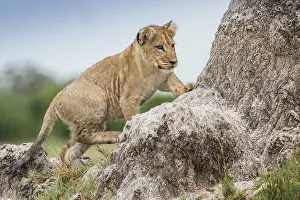 Young Lion (Panthera leo) climbs on a termite mound