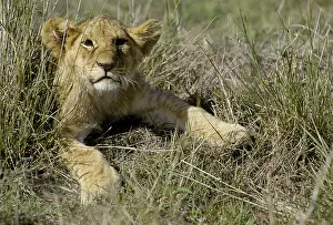 Young Lion ( Panthera leo) in dry grass