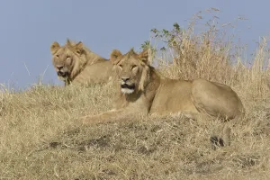 Two young lions (Panthera leo)