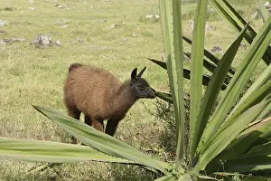 A young llama eating from an Aloe plant in a pasture in Cotacachi