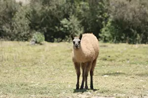 A young llama standing in a farmers field in Cotacachi