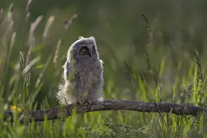 One young long-eared owl (Asio otus)