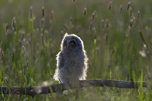 One young long-eared owl (Asio otus)