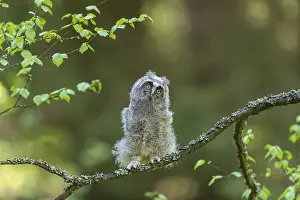 One young long-eared owl (Asio otus)