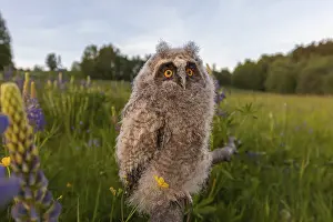 One young long-eared owl (Asio otus)