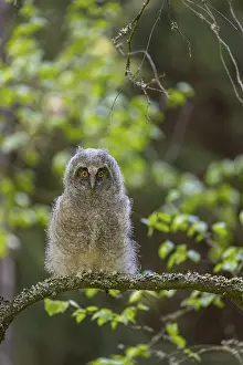 One young long-eared owl (Asio otus)