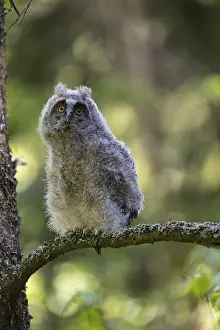 One young long-eared owl (Asio otus)
