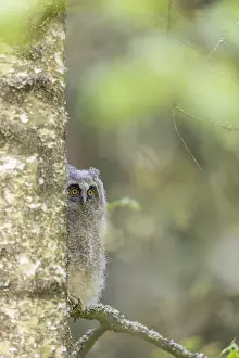 One young long-eared owl (Asio otus)