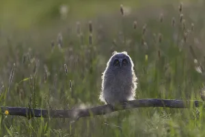 One young long-eared owl (Asio otus)