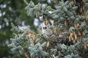 Young long-eared owl (Asio otus) forest spirits sitting in the nest surrounded by pine cones and needles in a tree
