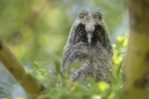 Young long-eared owl (Asio otus) sitting in tree