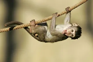 Young Long-tailed Macaque, Crab-eating Macaque (Macaca fascicularis)