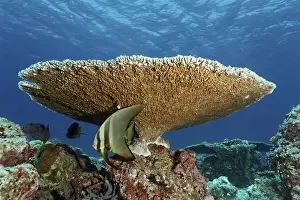 Young longfin batfish (Platax teira)