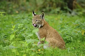 A young lynx licks its nose and sits in the dense green undergrowth