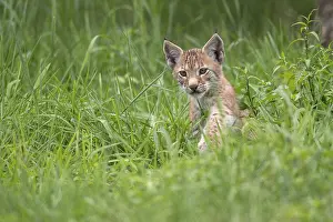 Young lynx (Lynx lynx), Haltern