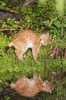 A young lynx (Lynx lynx) stands by a pond in which it is reflected