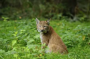 A young lynx sits in the green forest and looks over its shoulder