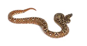 Young Madagascar tree boa, Sanzinia madagascariensis