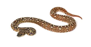 Young Madagascar tree boa, Sanzinia madagascariensis