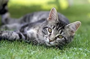 Young Main Coon kitten, male, 4, 5 months old