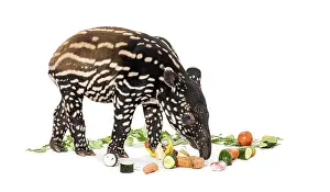 Young malayan tapir - tapirus indicus - eating vegetables on a white background