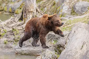 A young male brown bear (Ursus arctos arctos)