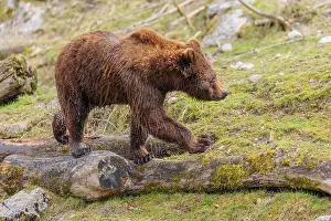A young male brown bear (Ursus arctos arctos)