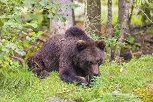 A young male brown bear (Ursus arctos arctos) lies on green grass in the forest and chews on a bone