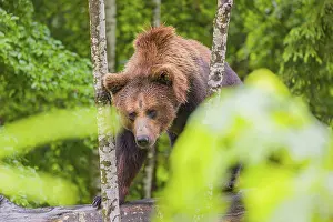 A young male Eurasian brown bear (Ursus arctos arctos) leaves a forest