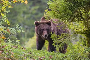 A young male Eurasian brown bear (Ursus arctos arctos) sits on a meadow between bushes