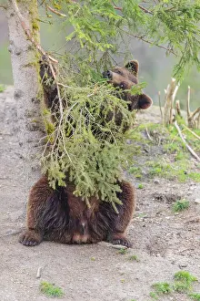 A young male Eurasian brown bear (Ursus arctos arctos) sits under a spruce tree and eats the needles