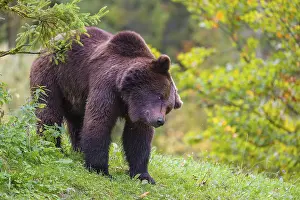 A young male Eurasian brown bear (Ursus arctos arctos) stands on a meadow between bushes