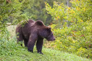A young male Eurasian brown bear (Ursus arctos arctos) stands on a meadow between bushes