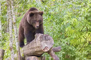 A young male Eurasian brown bear (Ursus arctos arctos) stands on a rotting log lying on the ground