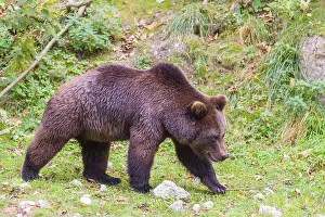 A young male Eurasian brown bear (Ursus arctos arctos) walks across a meadow