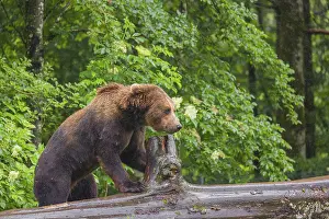 A young male Eurasian brown bear (Ursus arctos arctos) walks on a rotting log lying on the ground
