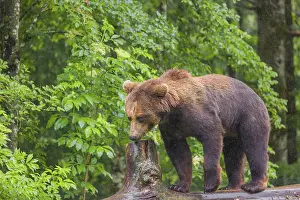 A young male Eurasian brown bear (Ursus arctos arctos) walks on a rotting log lying on the ground