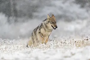 One young male eurasian gray wolf (Canis lupus lupus)