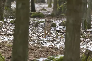 One young male eurasian gray wolf (Canis lupus lupus)