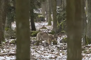 One young male eurasian gray wolf (Canis lupus lupus)
